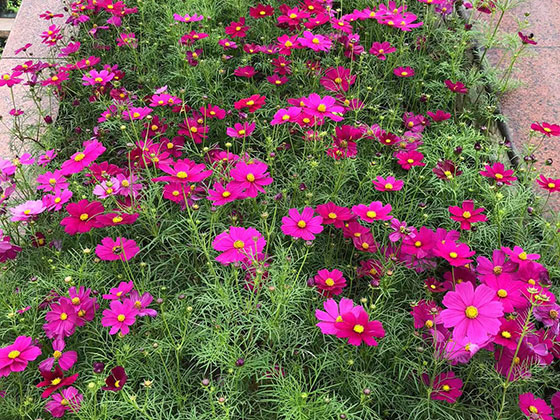 达州鲜花绿植仿真花批发|绿化养护设计